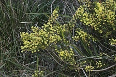 Acacia paradoxa