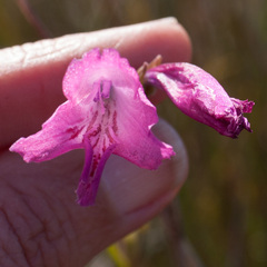 Gladiolus hirsutus