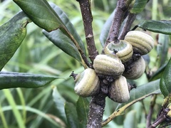 Quercus sessilifolia