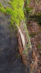 Bulbophyllum exiguum