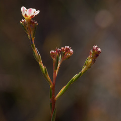 Diosma