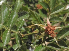 Rosa rubiginosa