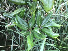 Quercus sessilifolia