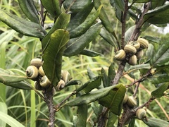 Quercus sessilifolia