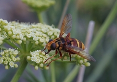 Milesia crabroniformis