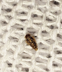 Xestocephalus tessellatus