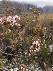 Erica walkeria