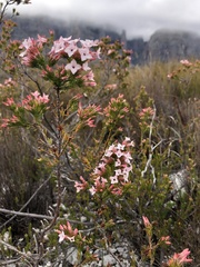 Erica walkeria