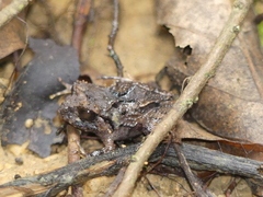 Craugastor megacephalus