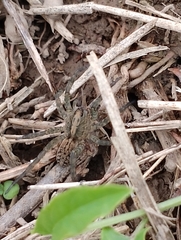 Trochosa