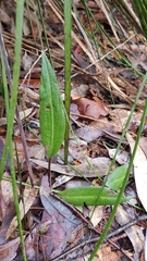 Cryptostylis