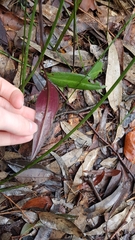 Cryptostylis