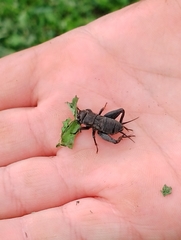 Melanogryllus desertus