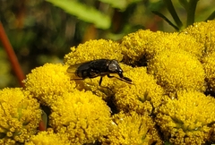 Stomorhina lunata