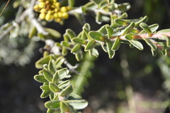 Lobostemon trigonus