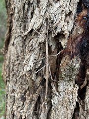 Ctenomorpha marginipennis