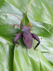 Image of Acanthocephala bicoloripes