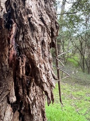 Ctenomorpha marginipennis