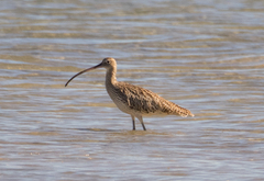 Numenius madagascariensis