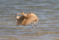 Numenius madagascariensis