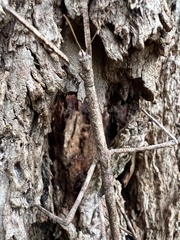 Ctenomorpha marginipennis