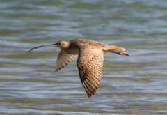 Numenius madagascariensis