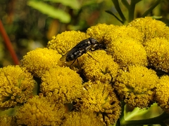 Stomorhina lunata