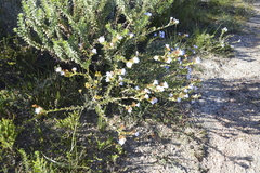 Lobostemon trigonus