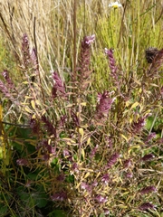 Odontites vernus