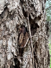 Ctenomorpha marginipennis