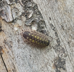 Porcellio spinicornis