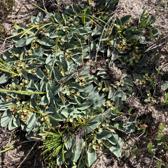 Euphorbia tuberosa