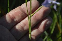 Moraea algoensis