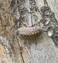 Porcellio spinicornis