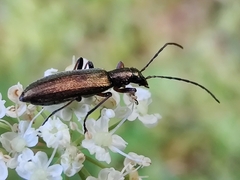 Chrysanthia geniculata