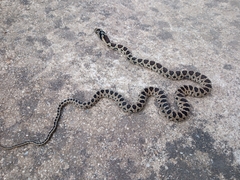 Hemorrhois hippocrepis