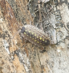 Porcellio spinicornis