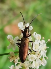 Chrysanthia geniculata