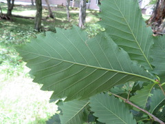 Quercus crispula