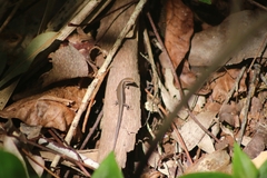 Lampropholis delicata