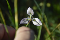 Moraea algoensis