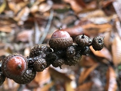 Lithocarpus brevicaudatus