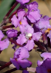 Misumena vatia