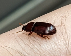 Tenebrionidae
