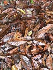 Lithocarpus brevicaudatus