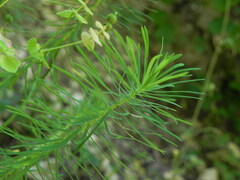 Euphorbia cyparissias