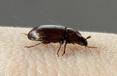 Tenebrionidae