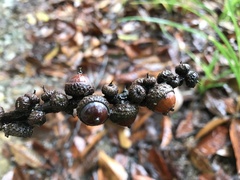 Lithocarpus brevicaudatus