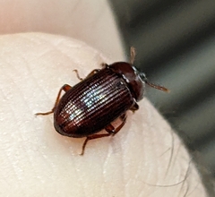 Tenebrionidae