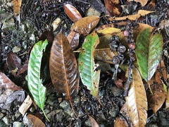 Lithocarpus brevicaudatus